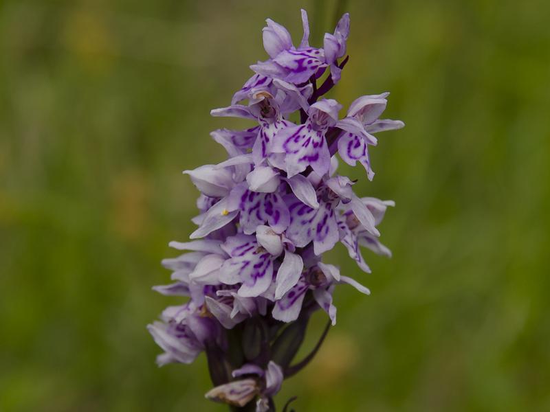 Dactylorhiza fuchsii